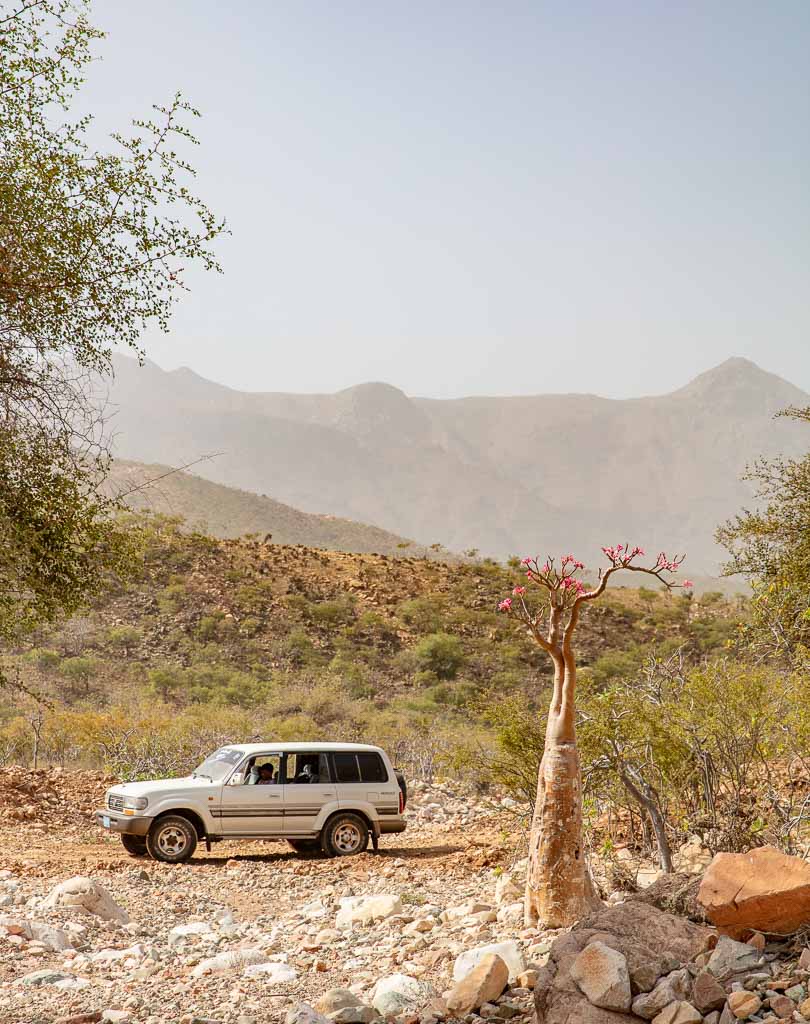 Socotra, Socotra Island, Yemen, Bottle tree, desert rose, Adenium obesium socotranum