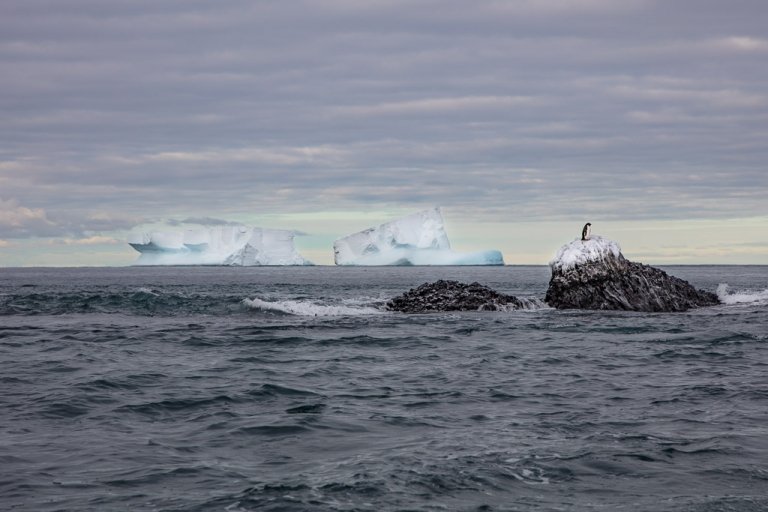 Franklin Island, Franklin Island Antarctica, Adelie Penguin, Adelie penguin Franklin Island