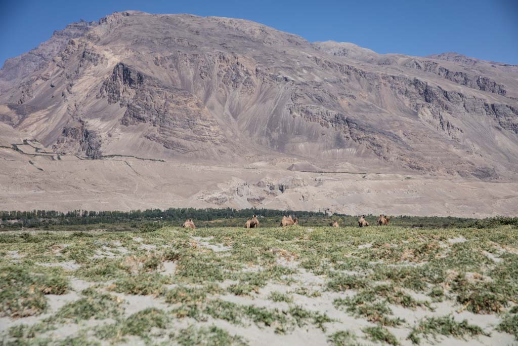 Afghan Wakhan Corridor, Bactrian camels, Afghanistan