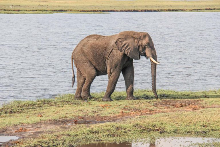 African elephant, elephant, elephant Chobe, Chobe National Park, Botswana