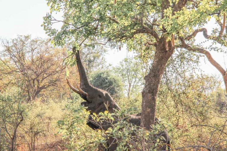 African Elephant, South Luangwa, South Luangwa National Park, Zambia, Africa