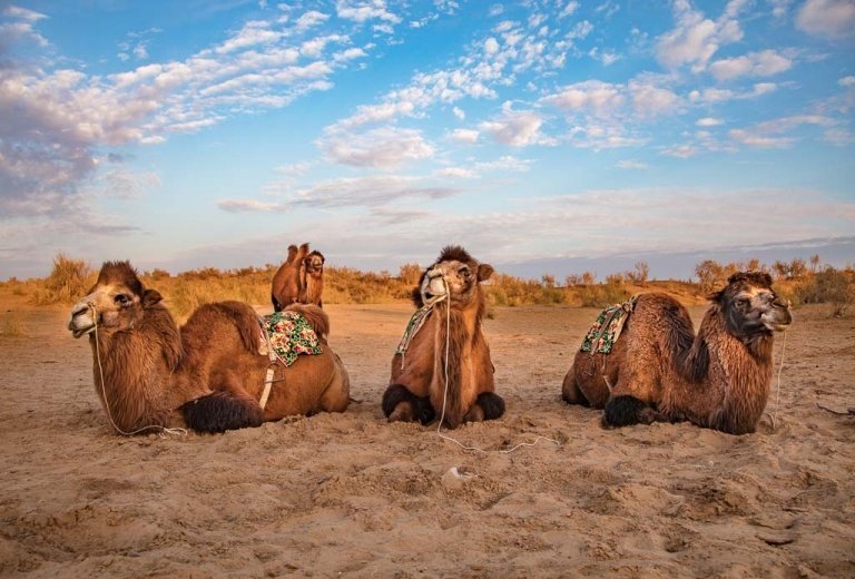 travel Karakalpakstan, Uzbekistan, Central Asia, bactrian camels, camels, camel, bactrian, bactrian camel, Aydarkul, Navoi