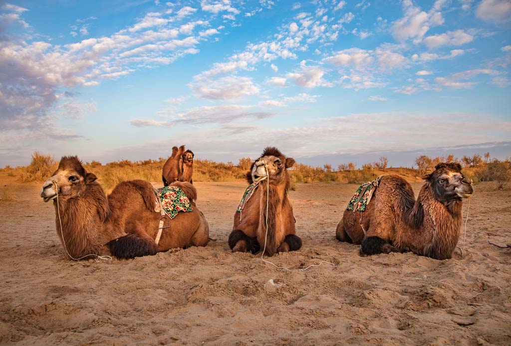 travel Karakalpakstan, Uzbekistan, Central Asia, bactrian camels, camels, camel, bactrian, bactrian camel, Aydarkul, Navoi