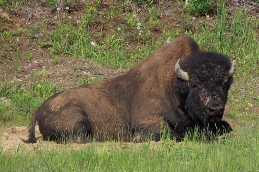 Bison, Yukon Territory, Canada