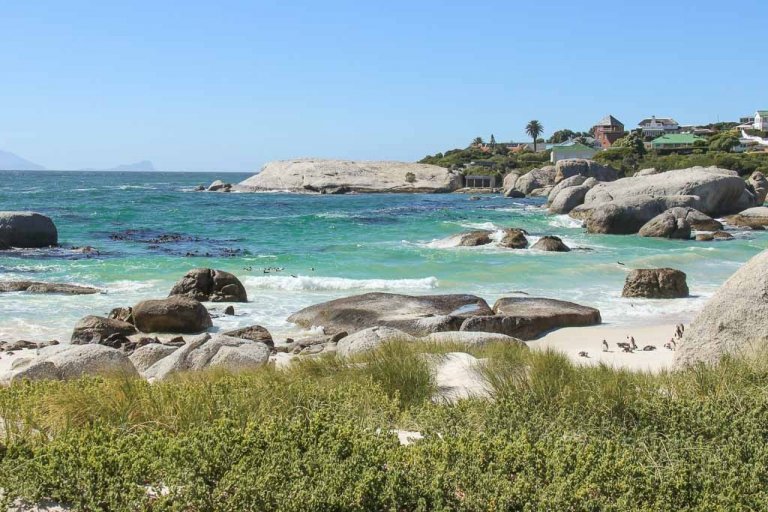 3 days in Cape Town. Boulders beach.