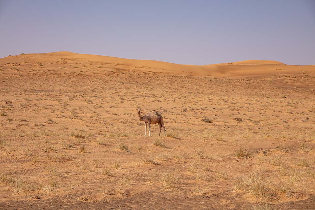 Wahiba, Wahiba Sands, Sharqiya, Sharqiya Sands, Omani Desert, Sand Dunes, Sand Dune, Oman, Middle East, Arabia, Arabian Peninsula, camel, camels, camels Wahiba, camels Wahiba sands, camel wahiba, camels wahiba sands, camel Sharqiya, camels Sharqiya Sands, dromedary, dromedaries, dromedary wahiba, dromedaries wahiba sands, dromedary oman, dromedaries oman, Sharqiya dromedary, Sharqiya Sands dromedary, Sharqiya dromedaries, Sharqiya Sands dromedaries