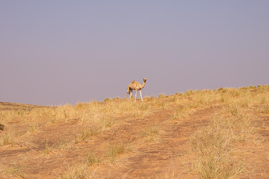 Wahiba, Wahiba Sands, Sharqiya, Sharqiya Sands, Omani Desert, Sand Dunes, Sand Dune, Oman, Middle East, Arabia, Arabian Peninsula, camel, camels, camels Wahiba, camels Wahiba sands, camel wahiba, camels wahiba sands, camel Sharqiya, camels Sharqiya Sands, dromedary, dromedaries, dromedary wahiba, dromedaries wahiba sands, dromedary oman, dromedaries oman, Sharqiya dromedary, Sharqiya Sands dromedary, Sharqiya dromedaries, Sharqiya Sands dromedaries