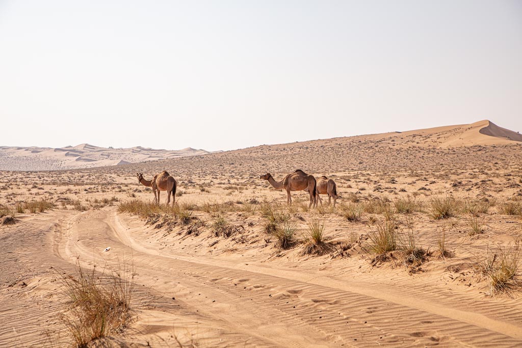 Wahiba, Wahiba Sands, Sharqiya, Sharqiya Sands, Omani Desert, Sand Dunes, Sand Dune, Oman, Middle East, Arabia, Arabian Peninsula, camel, camels, camels Wahiba, camels Wahiba sands, camel wahiba, camels wahiba sands, camel Sharqiya, camels Sharqiya Sands, dromedary, dromedaries, dromedary wahiba, dromedaries wahiba sands, dromedary oman, dromedaries oman, Sharqiya dromedary, Sharqiya Sands dromedary, Sharqiya dromedaries, Sharqiya Sands dromedaries