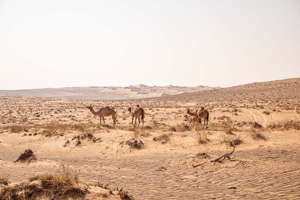 Wahiba, Wahiba Sands, Sharqiya, Sharqiya Sands, Omani Desert, Sand Dunes, Sand Dune, Oman, Middle East, Arabia, Arabian Peninsula, camel, camels, camels Wahiba, camels Wahiba sands, camel wahiba, camels wahiba sands, camel Sharqiya, camels Sharqiya Sands, dromedary, dromedaries, dromedary wahiba, dromedaries wahiba sands, dromedary oman, dromedaries oman, Sharqiya dromedary, Sharqiya Sands dromedary, Sharqiya dromedaries, Sharqiya Sands dromedaries