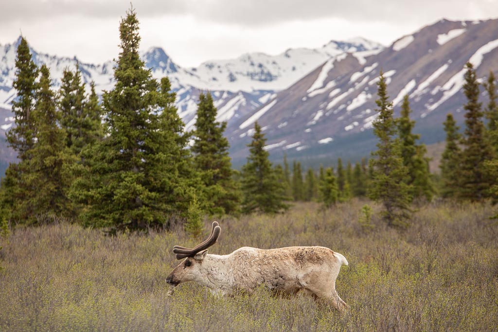 Don't laugh but... this is the first time I've ever seen a caribou in the wild. I have no explanation for why it took 33 years Caribou, Denali, Denali National Park, Alaska