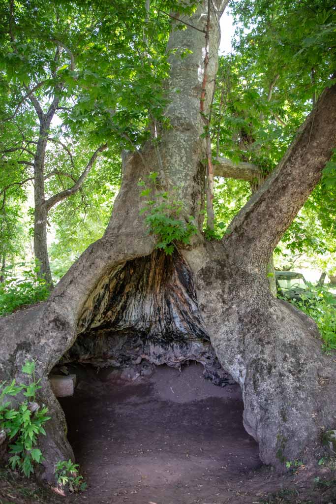 Chinar Tree, Dashtoro, Sary Khosar Nature Reserve, Khatlon, Tajikistan