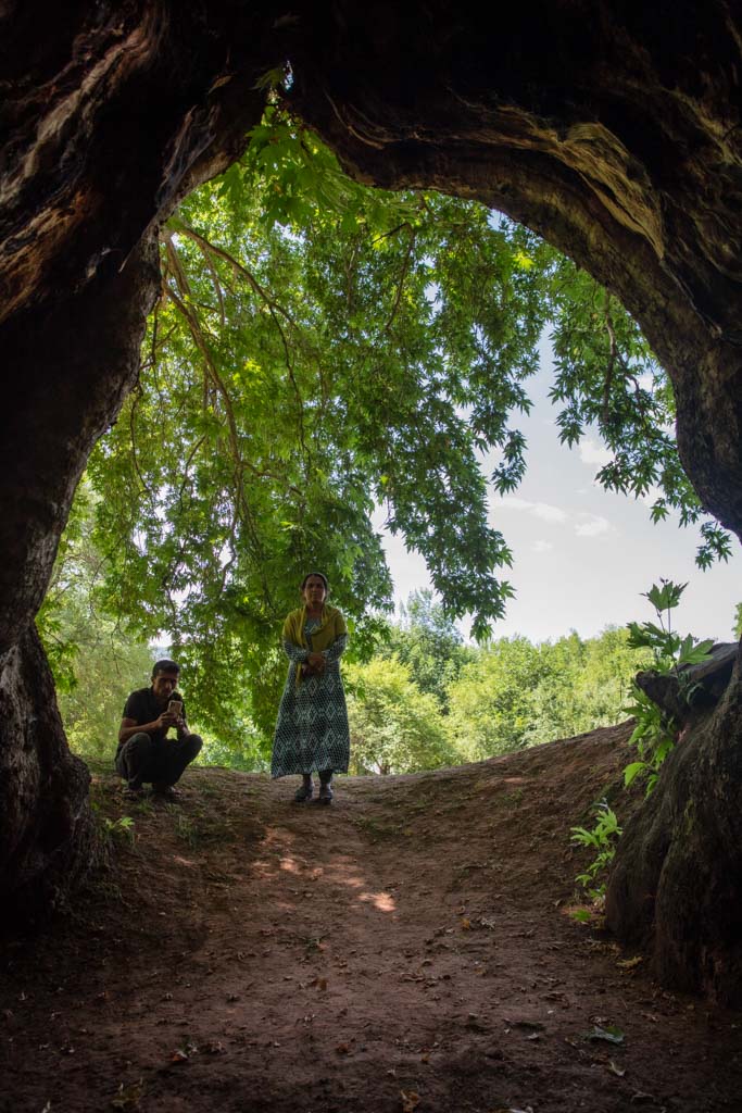 Chinar Tree, Dashtoro, Sary Khosar Nature Reserve, Khatlon, Tajikistan