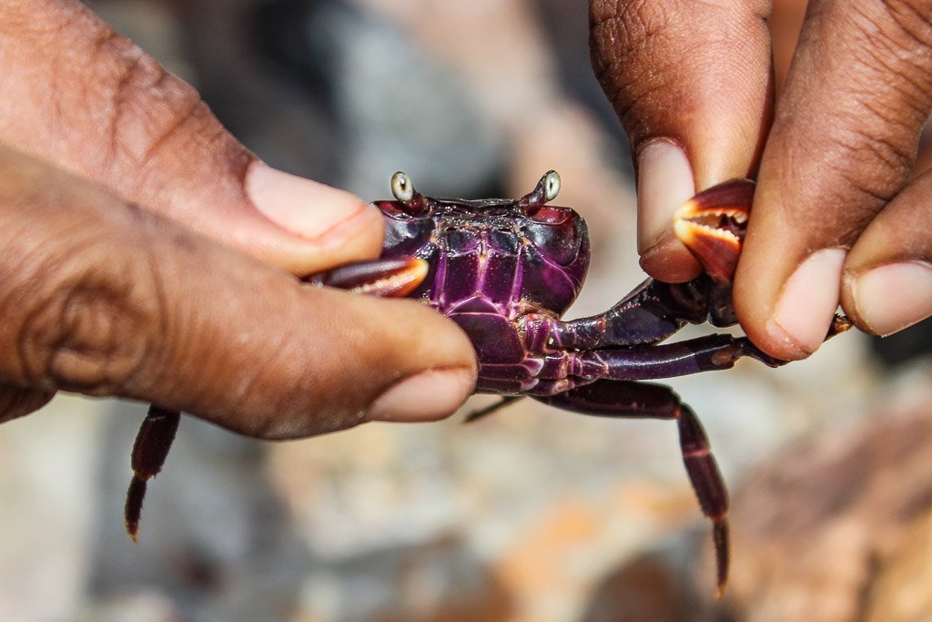 travel to Socotra, travel in Socotra, Socotra, Socotra Island, Yemen, Socotra Yemen, Socotra Island Yemen, Yemen Island, Yemen islands, Socotra Archipelago, Yemen, Wadi Derher, Derher, crab, purple crab, Socotra crab