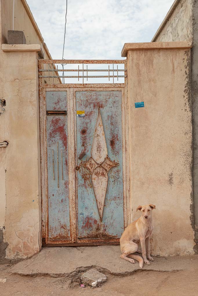 Dog, Hormuz, Hormuz Island, Iran