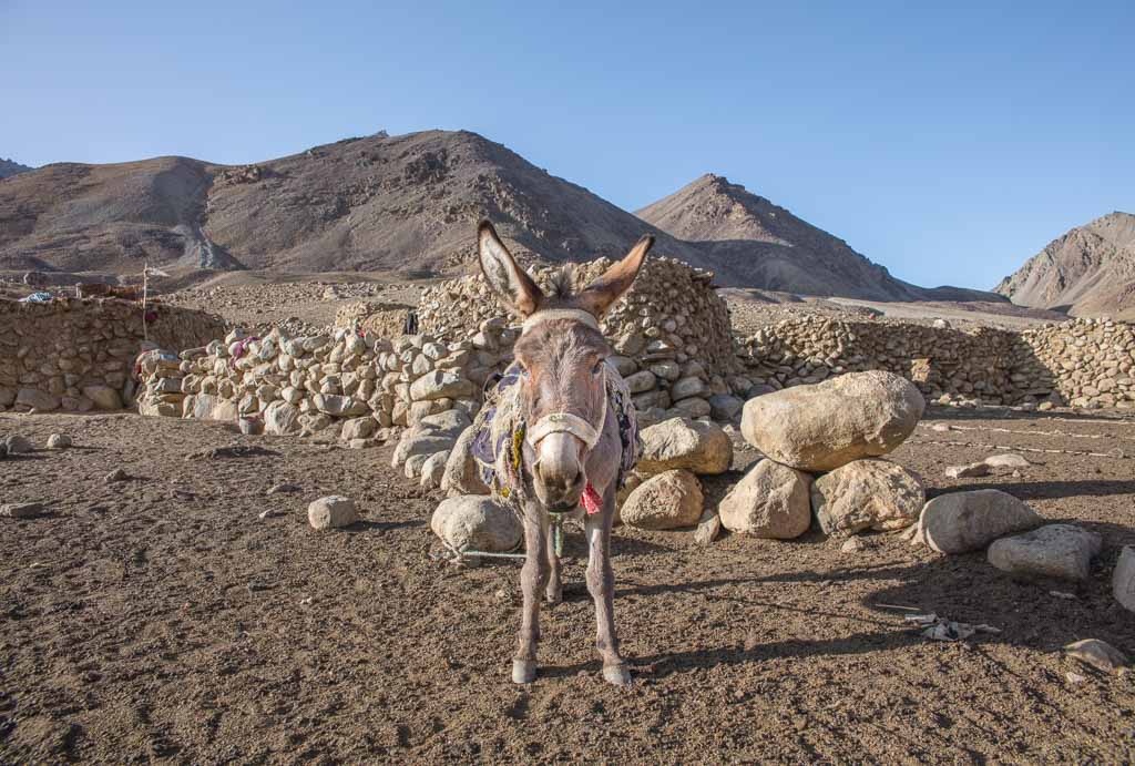 donkey, donkey wakhan, donkey afghanistan, Wakhan photos, photos Wakhan Great Pamir, Pamir, Maydon, Maydon Village, Afghanistan, Great Pamir, Great Pamir Afghanistan, Wakhan, Wakhan Valley, Wakhan Afghanistan, Wakhan Corridor