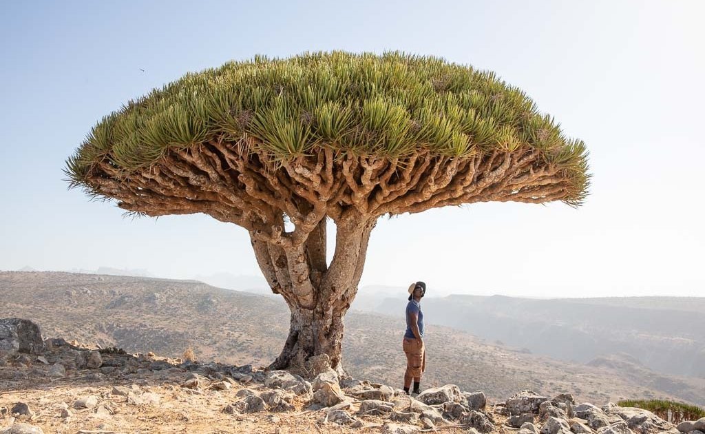 middle east travel guide, Wadi Dirhur, Firmin Forest, Dixam Plateau, Dixam dragons, Socotra, Socotra Island, Yemen, Socotra Archipelago, Dragon Blood Tree, Dracaena Cinnabari, Yemen travel