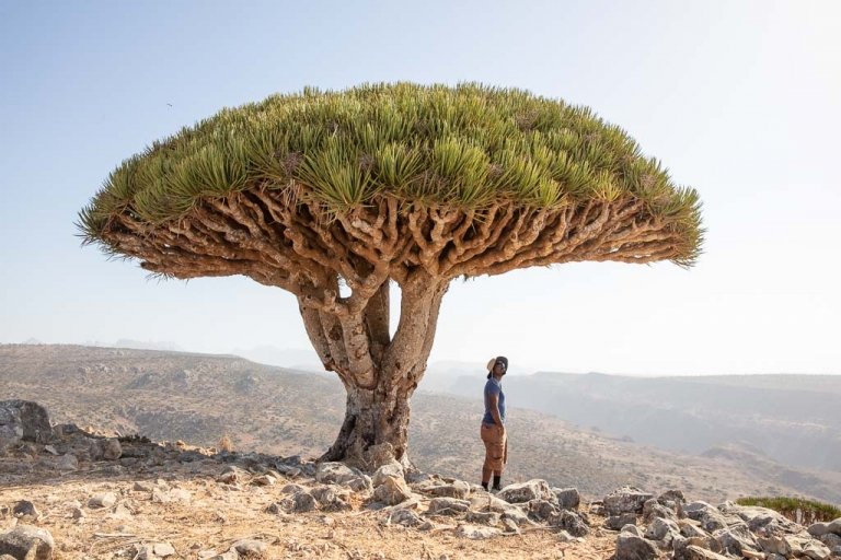 middle east travel guide, Wadi Dirhur, Firmin Forest, Dixam Plateau, Dixam dragons, Socotra, Socotra Island, Yemen, Socotra Archipelago, Dragon Blood Tree, Dracaena Cinnabari, Yemen travel