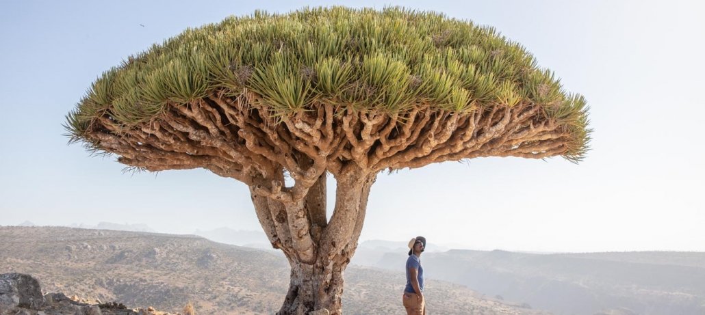 Dragon Blood Tree, Dragon Blood Trees, Dracaena Cinnabari, Socotra, Yemen, Dixsam