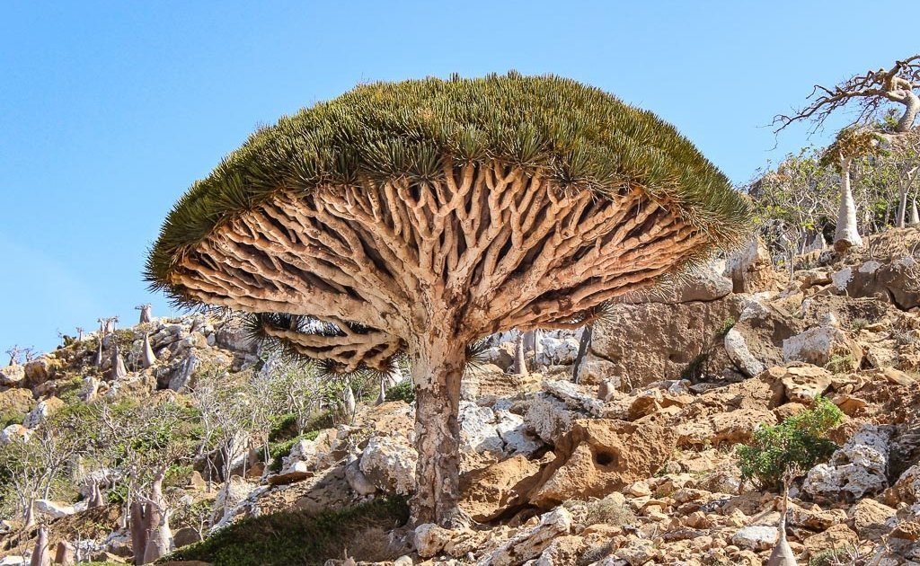 Socotra Tour, travel to Socotra, travel in Socotra, Socotra, Socotra Island, Yemen, Socotra Yemen, Socotra Island Yemen, Yemen Island, Yemen islands, Socotra Archipelago, Yemen, dragon blood tree, dragon blood trees, Socotra tree, homhil, homhil protected area, homhil socotra