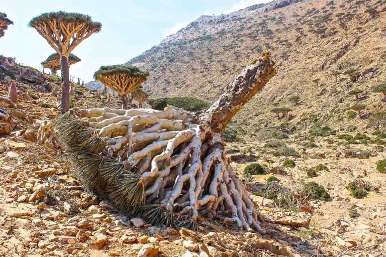 Dragon Blood tree, dragon blood trees, dracaena, dracaena cinnabari, dead dracaena, dead dragon blood tree, homhil, homhil protected area, socotra, socotra island, yemen