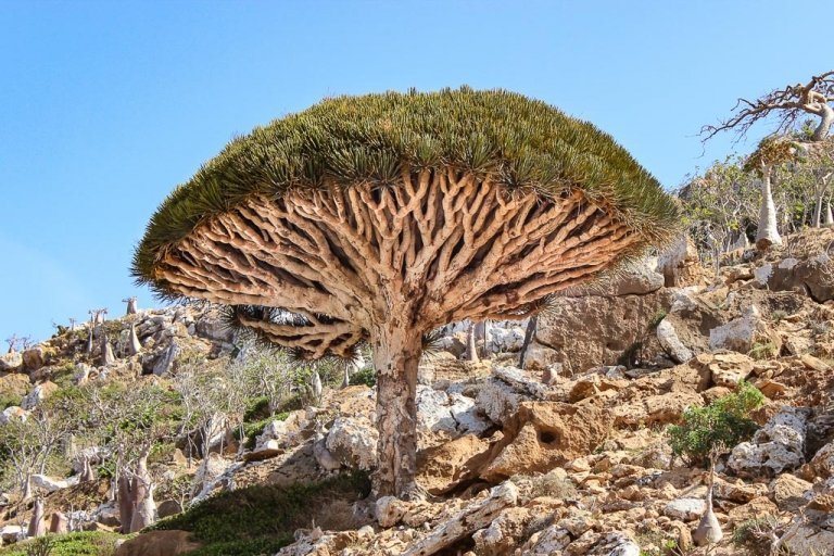 Socotra Tour, travel to Socotra, travel in Socotra, Socotra, Socotra Island, Yemen, Socotra Yemen, Socotra Island Yemen, Yemen Island, Yemen islands, Socotra Archipelago, Yemen, dragon blood tree, dragon blood trees, Socotra tree, homhil, homhil protected area, homhil socotra