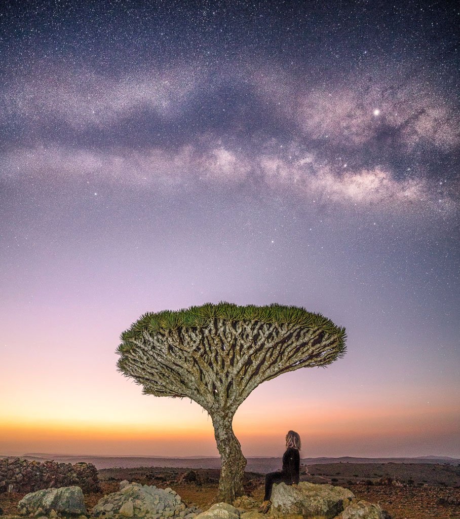 Socotra, Socotra Island, Yemen, Socotra Archipelago, Dragon Blood Tree, Dracaena Cinnabari, milky way, Milky way dragon blood tree, milky way yemen, milky way Socotra