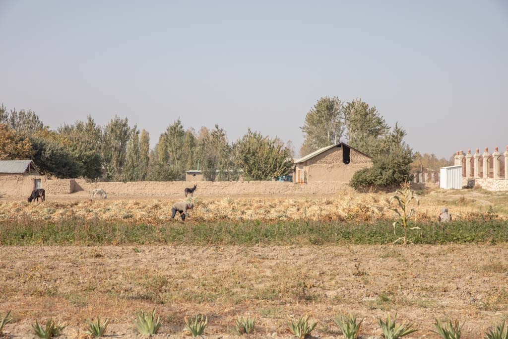 Durman Village, Sarazm, Tajikistan