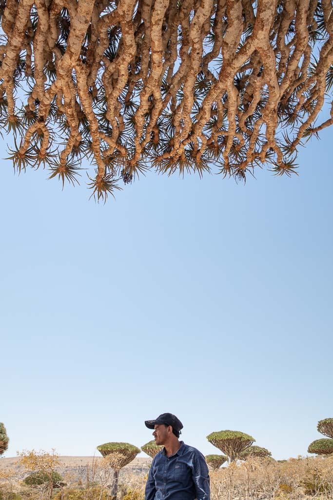 Socotra, Socotra Island, Yemen, Dragon blood tree, Dracaena Cinnabari, Firhman, Firmin, Firmin Forest, Firhmin Forest