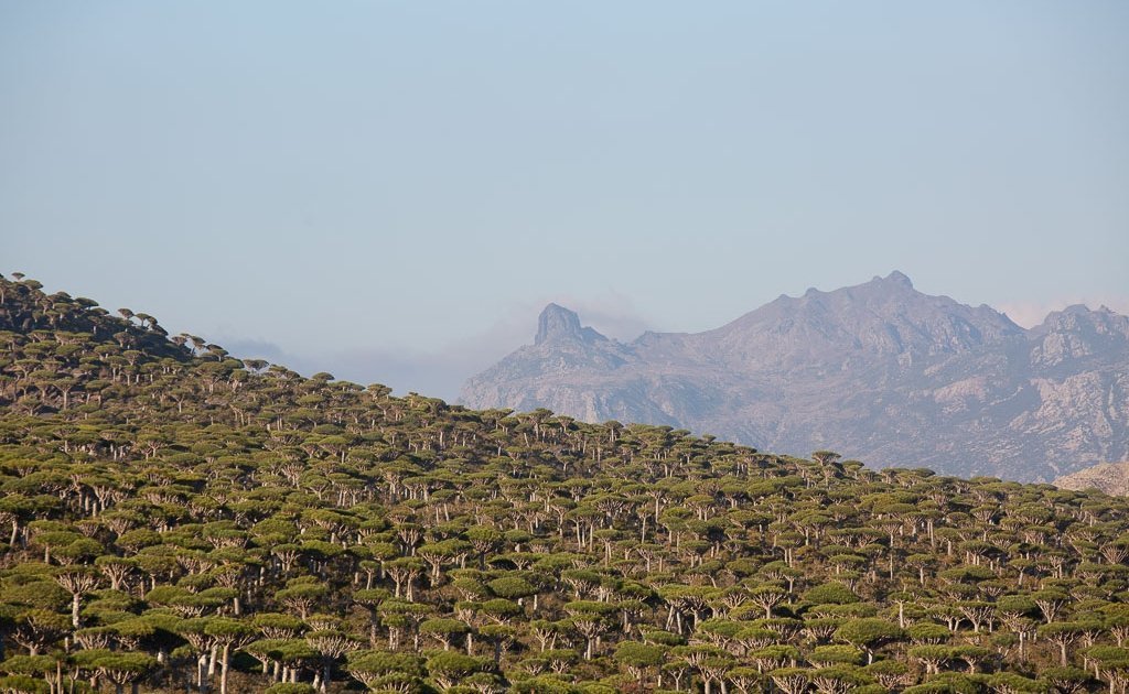 Socotra, Socotra Island, Yemen, Dragon blood tree, Dracaena Cinnabari, dragon blood trees, Firmin, Firhmin, Firhmin Forest, Firmin Forest