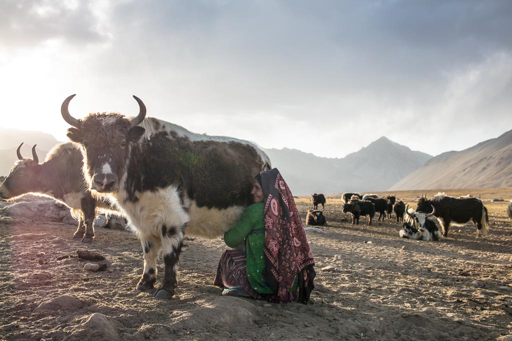 Wakhan photos, photos Wakhan, yak, yak milking, woman milking yak, milking yak Afghanistan, milking yak Wakhan, Wakhi, Wakhi woman, yak milking Pamir, Aksanktich, Aksanktich Afghanistan, Afghanistan, Great Pamir, Great Pamir Afghanistan, Wakhan, Wakhan Valley, Wakhan Afghanistan, Wakhan Corridor