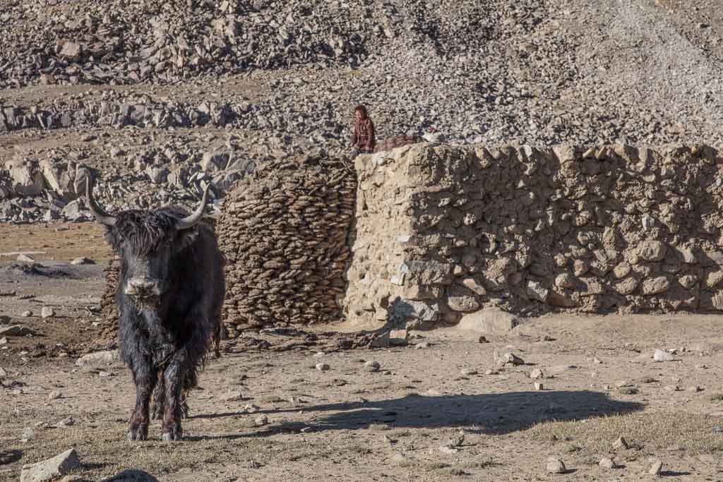 Wakhan photos, photos Wakhan, yak, Afghanistan yak, Afghanistan, Great Pamir, Great Pamir Afghanistan, Wakhan, Wakhan Valley, Wakhan Afghanistan, Wakhan Corridor