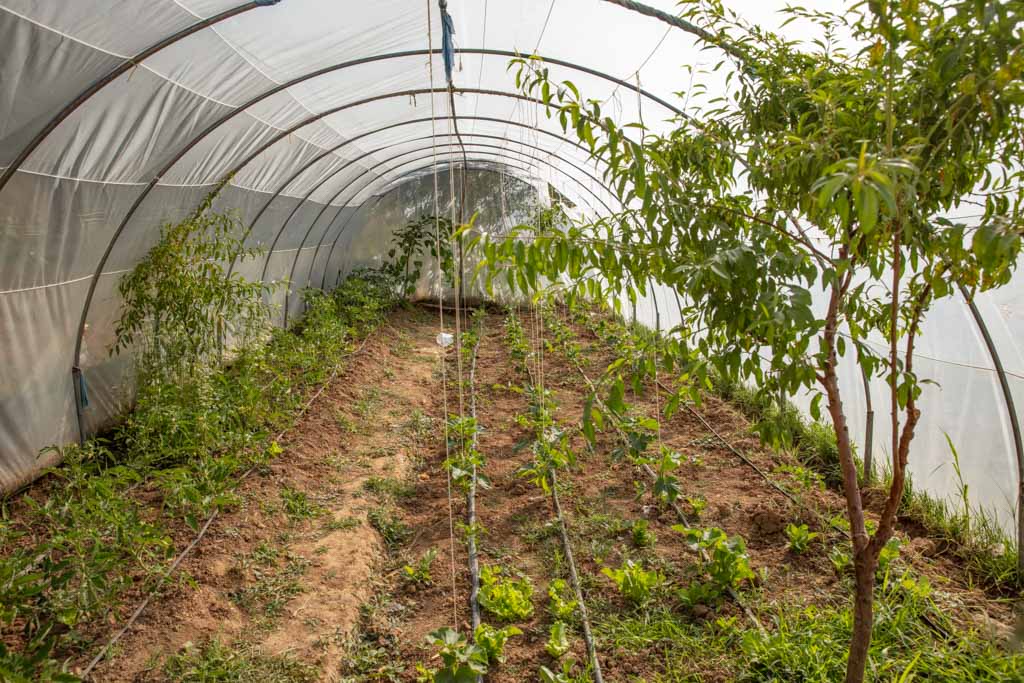 Greenhouse, Nili District, Daykundi, Afghanistan