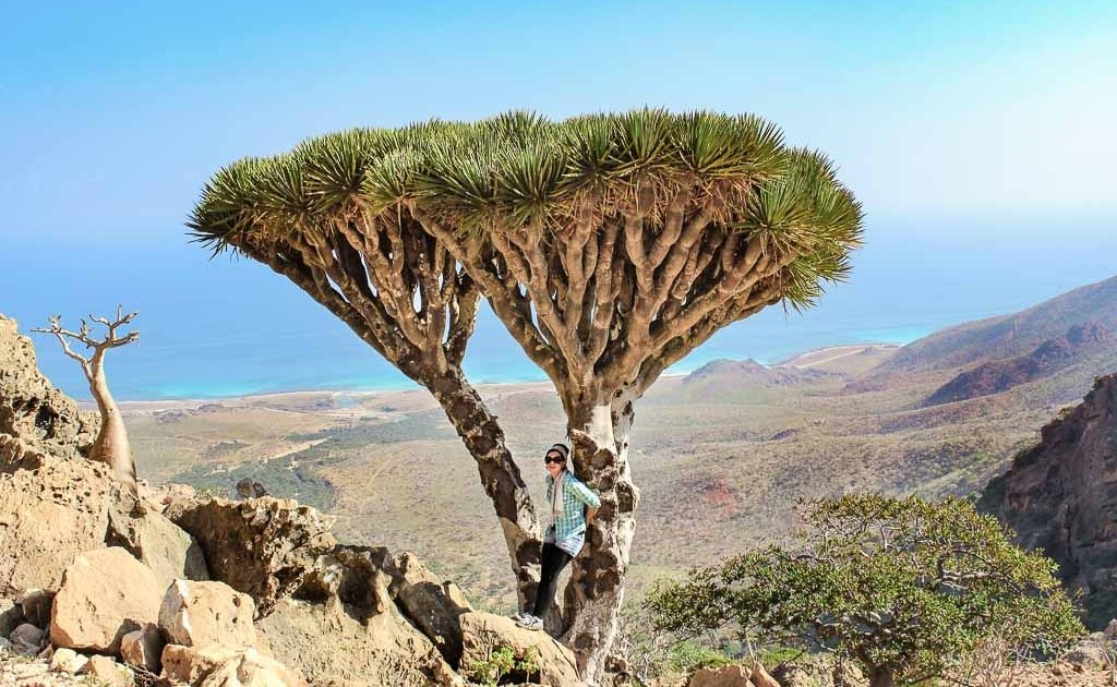 travel to Socotra, travel in Socotra, Yemen, Socotra, Socotra Island, Yemen, Socotra Yemen, Socotra Island Yemen, Yemen Island, Yemen islands, Dragon Blood Tree, Dracaena cinnabar, women dragon blood tree, girl dragon blood tree, Socotra Archipelago, Homhil, Homhil Protected Area