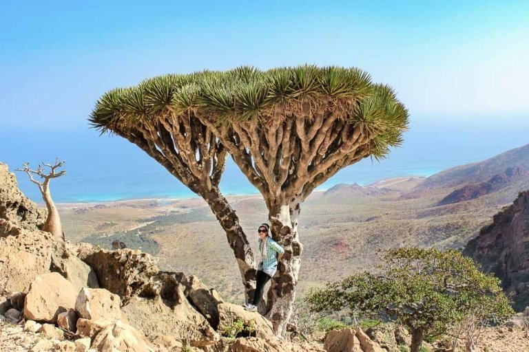 travel to Socotra, travel in Socotra, Yemen, Socotra, Socotra Island, Yemen, Socotra Yemen, Socotra Island Yemen, Yemen Island, Yemen islands, Dragon Blood Tree, Dracaena cinnabar, women dragon blood tree, girl dragon blood tree, Socotra Archipelago, Homhil, Homhil Protected Area