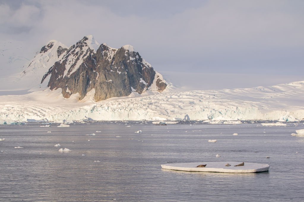 Hotine Glacier, Girard Bay, Graham Land, Lemaire Channel, Antarctica, seals ice floe