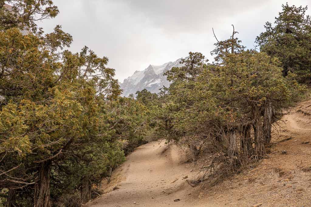 Juniper trees, Archa, Archa trees, Dukdon Pass, Fann Mountains, Sughd, Tajikistan, Central Asia