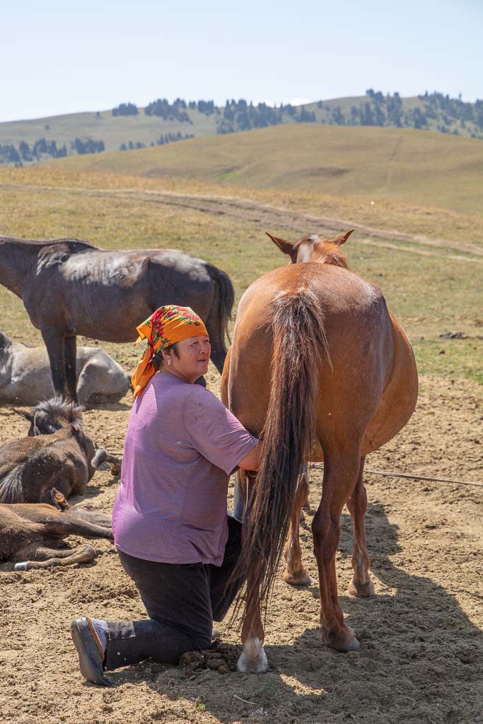 Karkyra, Kyrgyzstan, Karkara, Karkara border crossing, horse, horse milk, kumis, horse milking