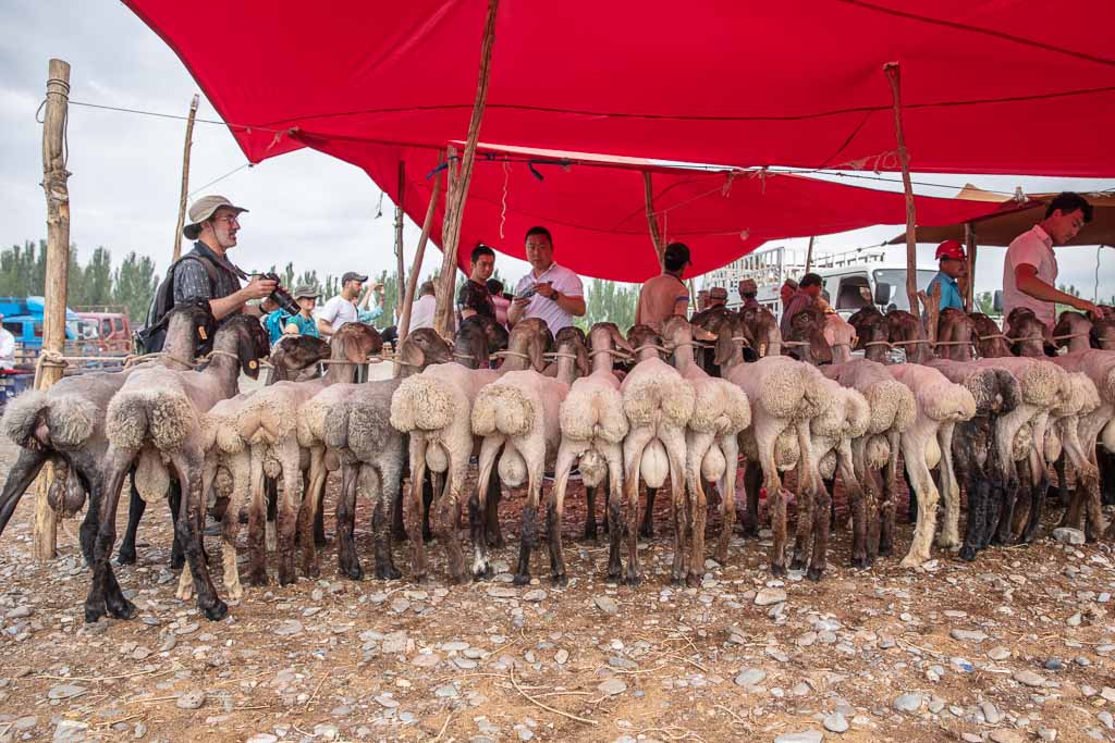 Kashgar, Kashi, Xinjiang, China, Western China, Kashgar Travel Guide, Kashgar Travel, Kashi Travel, Kashi Travel Guide, Sunday Livestock Market, Kashgar Sunday Livestock Market, Animal Bazaar, Sunday Animal Bazaar, Kashgar Animal Bazaar, fat tail sheep