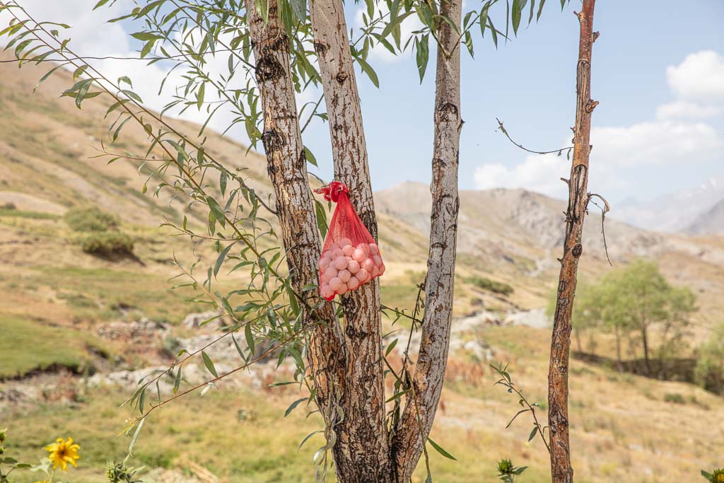 Pskon, Pskon, Yagnob, Yagnob Valley, Tajikistan, Central Asia, Yaghnob, dried yogurt