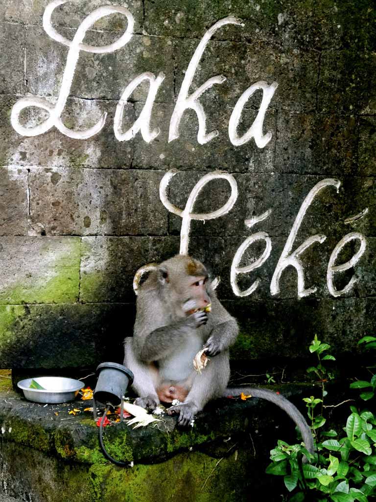 macaque, monkey, ubud, macaque monkey, indonesia