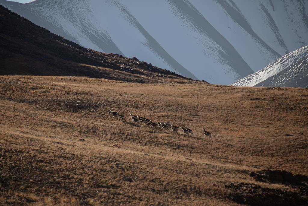 Marco Polo Sheep, Jarty Gumbez, Tajikistan, Eastern Pamir