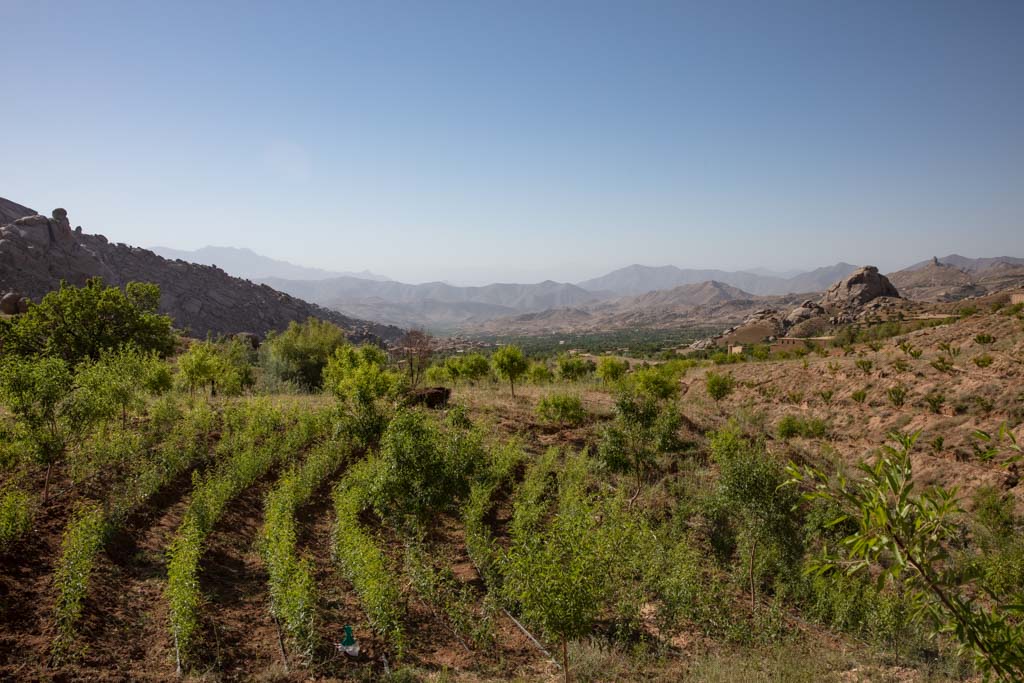 Orchard, Nili District, Daykundi, Afghanistan