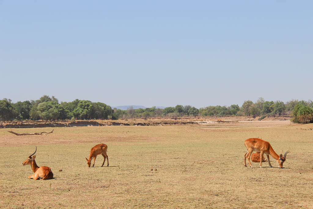 Puku, South Luangwa National Park, Zambia, Africa