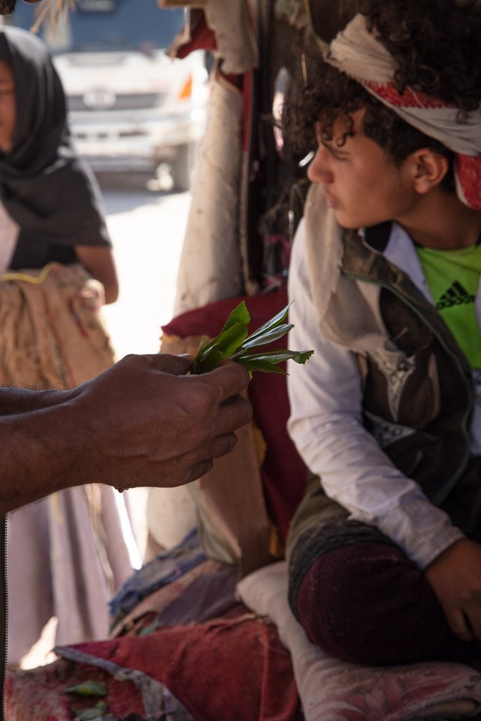 qat, qat leaf, khat, khat leaf