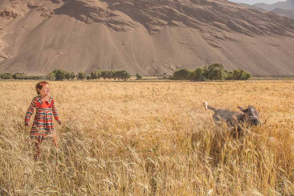 Wakhan photos, photos Wakhan, Wakhi girl, Wakhi chasing cow, Afghan girl, Afghan girl chasing cow, Qazideh, Qozideh, Wakhi, Qazideh Afghanistan, Qozideh Afghanistan, Afghanistan, Great Pamir, Great Pamir Afghanistan, Wakhan, Wakhan Valley, Wakhan Afghanistan, Wakhan Corridor