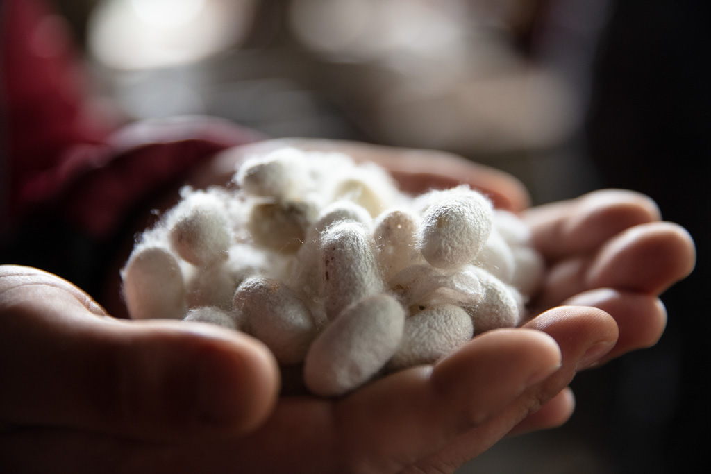 Silk worm coccoons, Yodgorlik Silk Factory, Margilan, Uzbek Fergana Valley, Uzbekistan