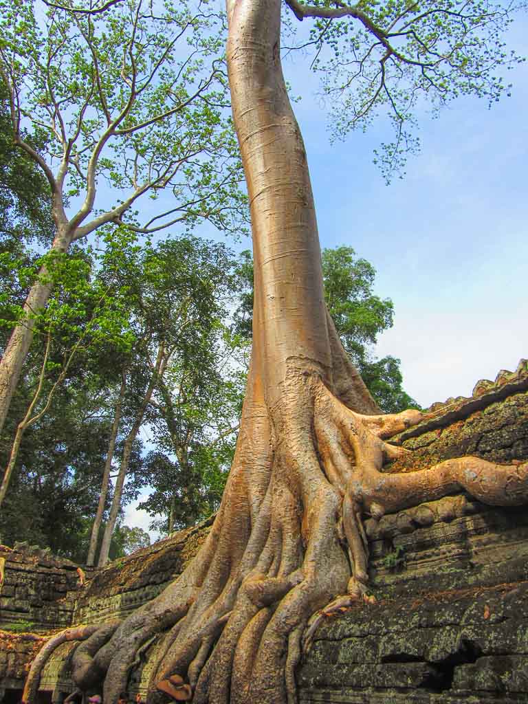 Ta Prohm, Angkor Wat, Cambodia