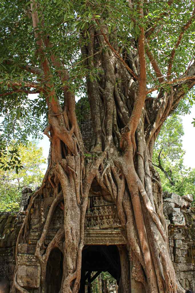 Ta Som, Ta Som temple, Cambodia, strangler fig tree