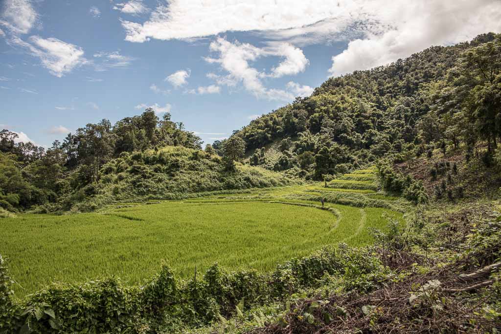 Hsipaw, Hsipaw Trekking, Myanmar Trekking, Myanmar, Shan State, Hsipaw terrace, hsipaw terraces, rice terrace, tea terrace