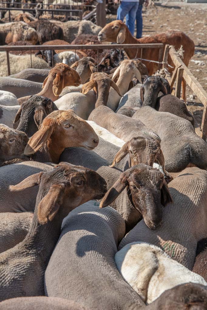 Tokmok, animal bazaar, Tokmok animal bazaar, Kyrgyzstan